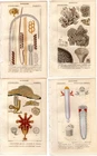 4 Turpin 1816 Antique hand-colored  prints: Corals, sea anemones, marine worms