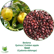 Bedana Quince Seeds | Cydonia Oblonga | Natural Herbal Seed Raw Form