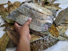 100 pièces feuilles de mangue séchées de qualité 100 % BIO à base de plantes ...