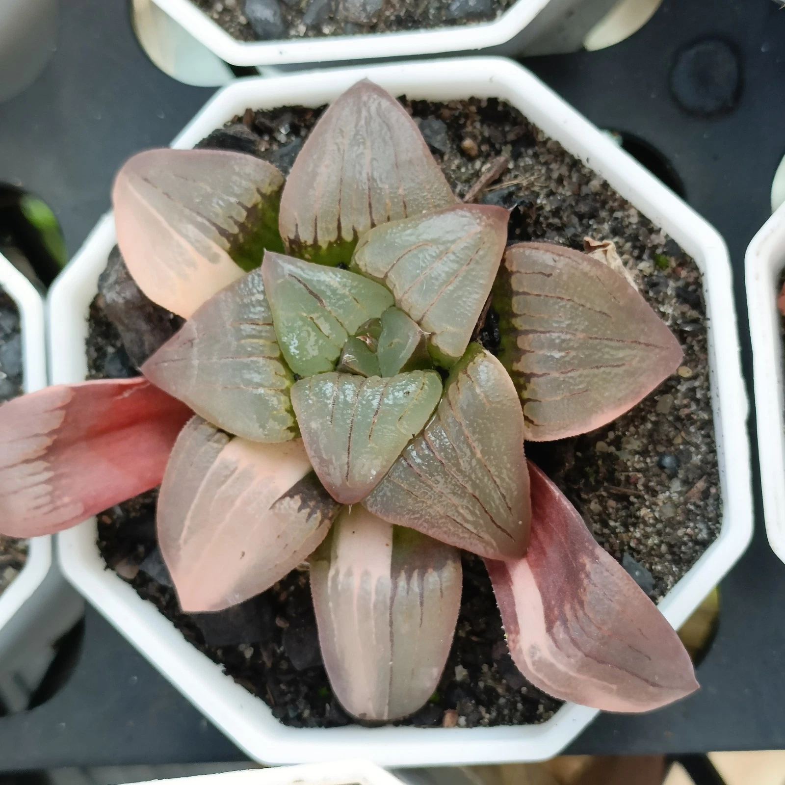 Haworthia Magnifica var Atrofusca variegated succulent plant 21
Opens in a new window or tab