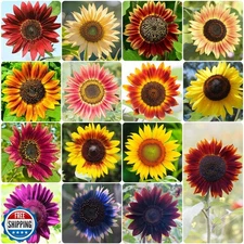 Groundio Sunflower Seeds for Planting, 15+ Varieties, 1 Oz, 300+ Mixed Seeds 