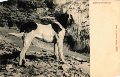 CPA AK Bernhardinerhund DOGS (727466)