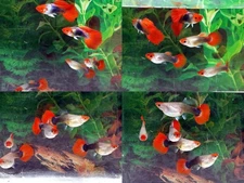Pair Tuxedo Koi guppies