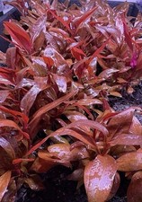 Alternanthera Reineckii Mini Live Freshwater Aquarium Plants 6 Stems