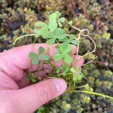 Marsilea Hirsuta | Aquarium Plants Factory®