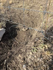 12 Coyote snares,Trapping,Livestock Protection,Predator Control,Sheep,Ranching,