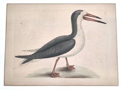 Catesby Vol. 1 Plate 90 ''The Cutwater''  Oppenheimer Edition 