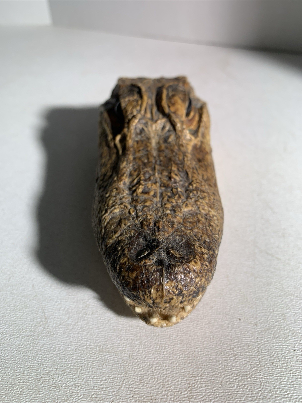 Vintage Small Alligator Head Taxidermy Authentic 6” Long