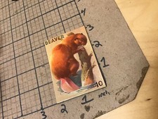 circa 1940's Original Vintage Paper on board Animal card 2x3 -- BEAVER
