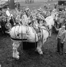 Cart Horse At Altrincham Agriculture Show 1957 Manchester OLD PHOTO