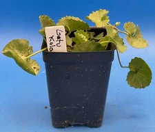 Gotu Kola Live 3" Starter Plant - Centella Asiatica - Herbs - Useful Plants