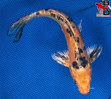 10" DOITSU KI BEKKO Live Koi Fish Garden Pond 10/28