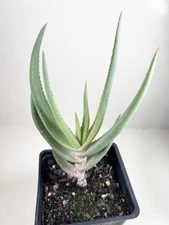 Aloe ‘Speciosa’ 4” Grow Pot - Ships Bare Root