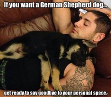 german Shepard refrigerator magnet 3 1/2 x 3 1/2