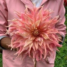 BS1476LM Big Dahlia semi di fiori Big Flowers Seeds dalie numero di semi 5
