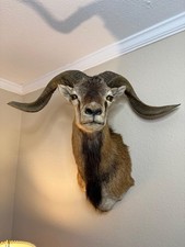 Corsican Ram Taxidermy Shoulder Mount
