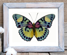 Butterfly Wall Art Print, Butterfly Print, Wall Art Decor Print 987