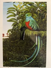 Amor de Resplendent Quetzal by Roberto Wesson Bird Art Print Signed 11” X 8&1/2”