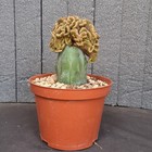 Foto 6 di 24