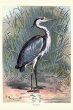Grey Heron Marsh Vintage Illustration Bird Pictures Wall Decor Beautiful Art Wal