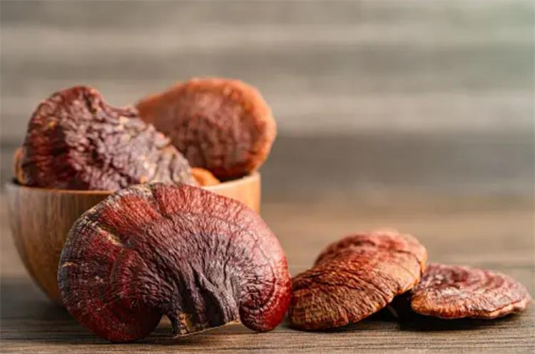 Hongo Reishi, vegetariano, orgánico, remedio popular, vintage, 80 g, الفطر الريشي
