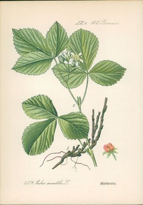 Chromolithographie : Steinbeere. Rubus saxatilis L. Rosaceae. Hallier, Dr. Ernst