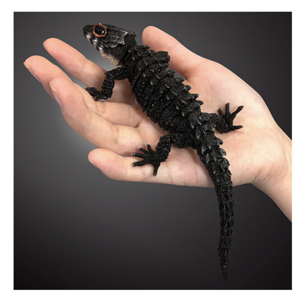 美品！DMC Classics Lizard Acute 美品！DMC Classics Lizard Acute-激安オンライン通販