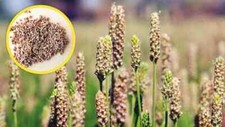 Natural Psyllium Husk Seeds | Whole Isabgol |...