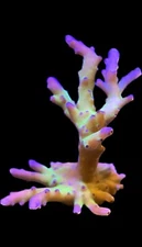 Live Coral Acro Cali Tort 3/4"+