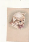 Miss A A Terrill Hair Goods Small Wares Morrisville VT White Kitten Card c1880s