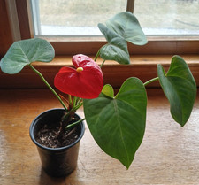 Red Anthurium Flamingo Flower Live Plant 4" Pot Flowering Tropical Houseplant