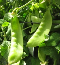 Oregon Giant Snow Pea Seeds | Organic | Cold Tolerant