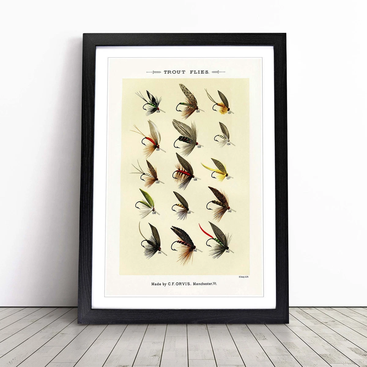 Life Cycle of a Fly Display Poster