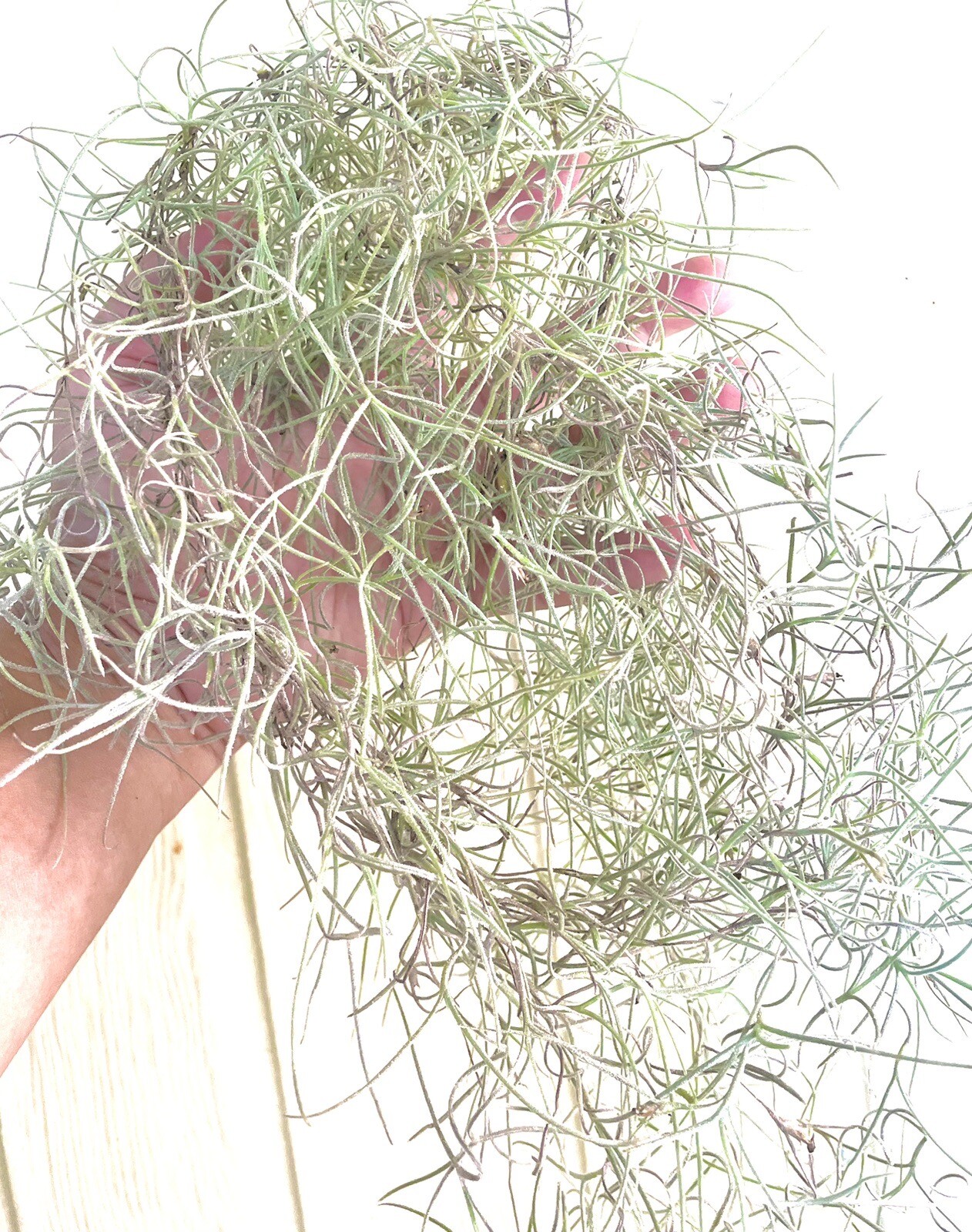 Old Man's Beard / Spanish Moss eBay