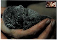 Biżuteria dla kota 5.2