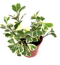 Ficus Triangularis Variegata Live Potted House Plants Air Purifying
