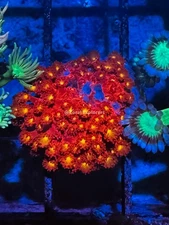 CE- WYSIWYG Splitfire Rainbow Goni Frag - Live Coral Frag LPS SPS #RZB14