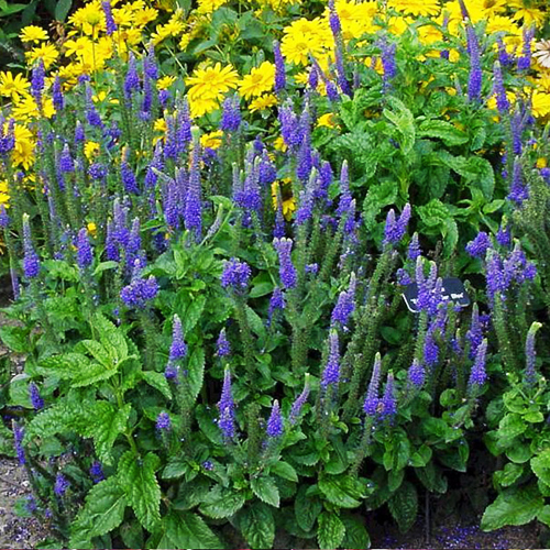 Wrinkled Giant Hyssop Seed 50 Seeds Agastache Rugosus Ageratum Herbal