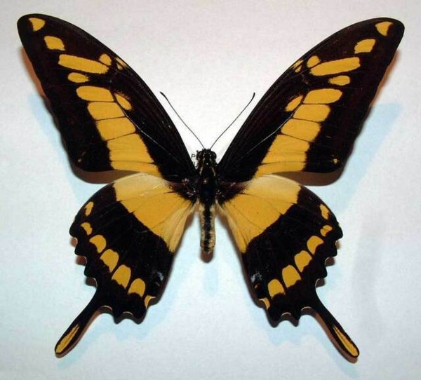 Papilio Thoas Cinyras Unmounted Butterfly for sale online eBay