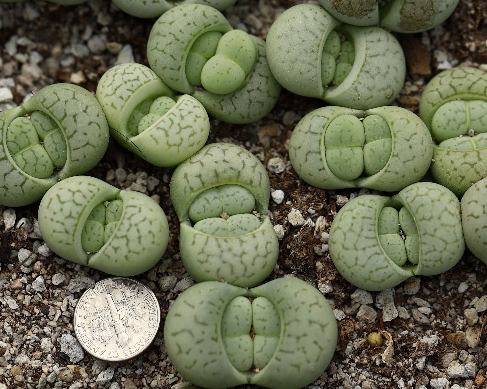 Plant - one - Dinteranthus vanzylii 'Emerald'
Opens in a new window or tab