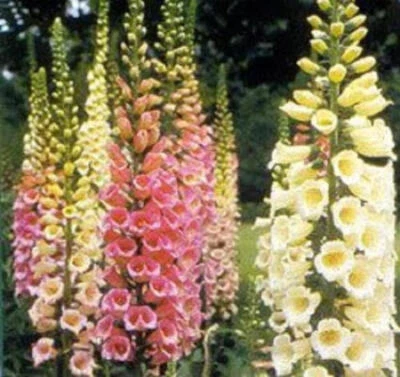 SEEDVILLE USA 1000 DWARF FOXY MIX FOXGLOVE Digitalis Purpurea Flower Seeds
