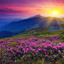 Mountain Reselling