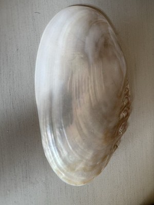 Large Pearlized Mussel Clam Shell Polished Seashell White Mother