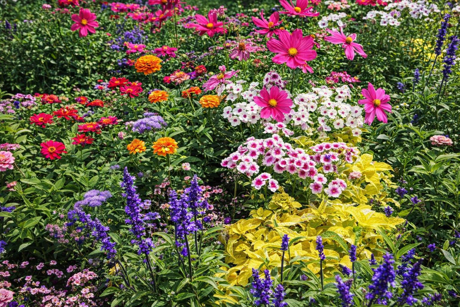 Graines vivaces résistantes à la sécheresse mix 20 variétés de fleurs