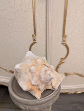 grosse riesen Muschel unbehandelt sehr hoher neupreis