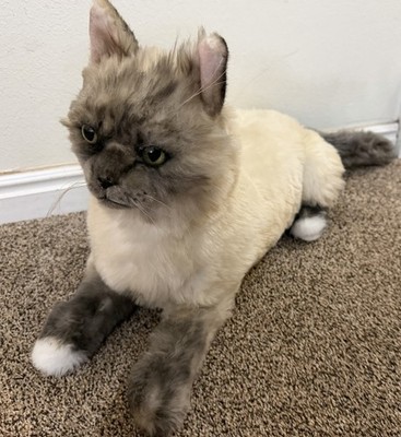 PETSIES FOREVERS Custom Made Plush Cat  Ragdoll Gray Cream Lifesize Green Eyes