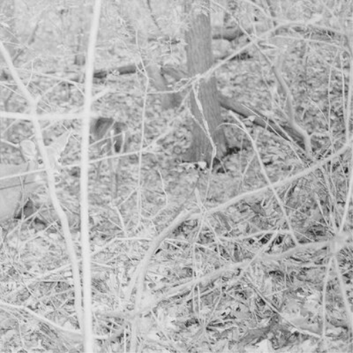 Tongue Depressor Bones for Time (Vinyl LP) 12" Album