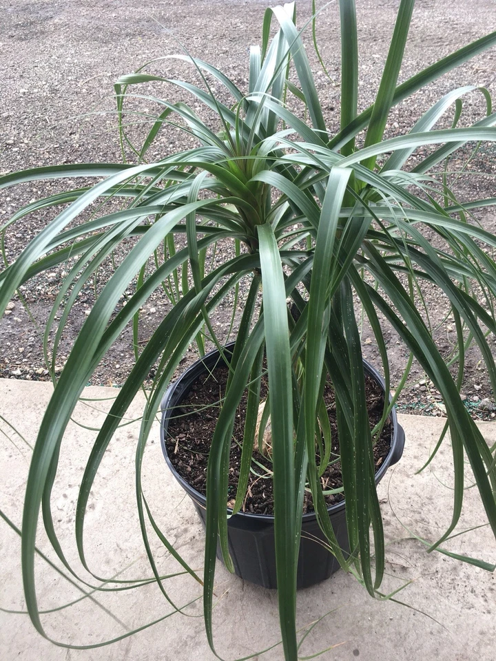 Ponytail Palm Beaucarnea Recurvata Elephants Foot In A 14”pot. Many Choices 3’+ - Image 3 of 4