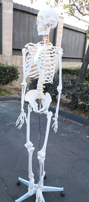 #ad #ad Medical School Human Skeleton Anatomical Anatomy Model with Rolling Stand New $215.00