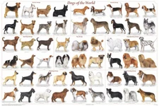 Dogs of the World 54 most popular Educational Chart Poster 24 x 36 FREE SHIPPING